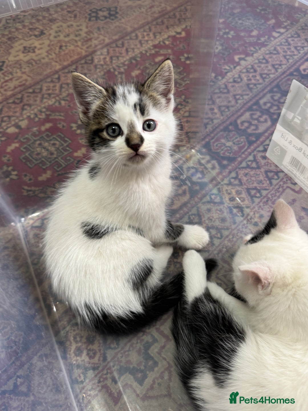 Turkish Angora cats for sale: half turkish angors  - Image 1