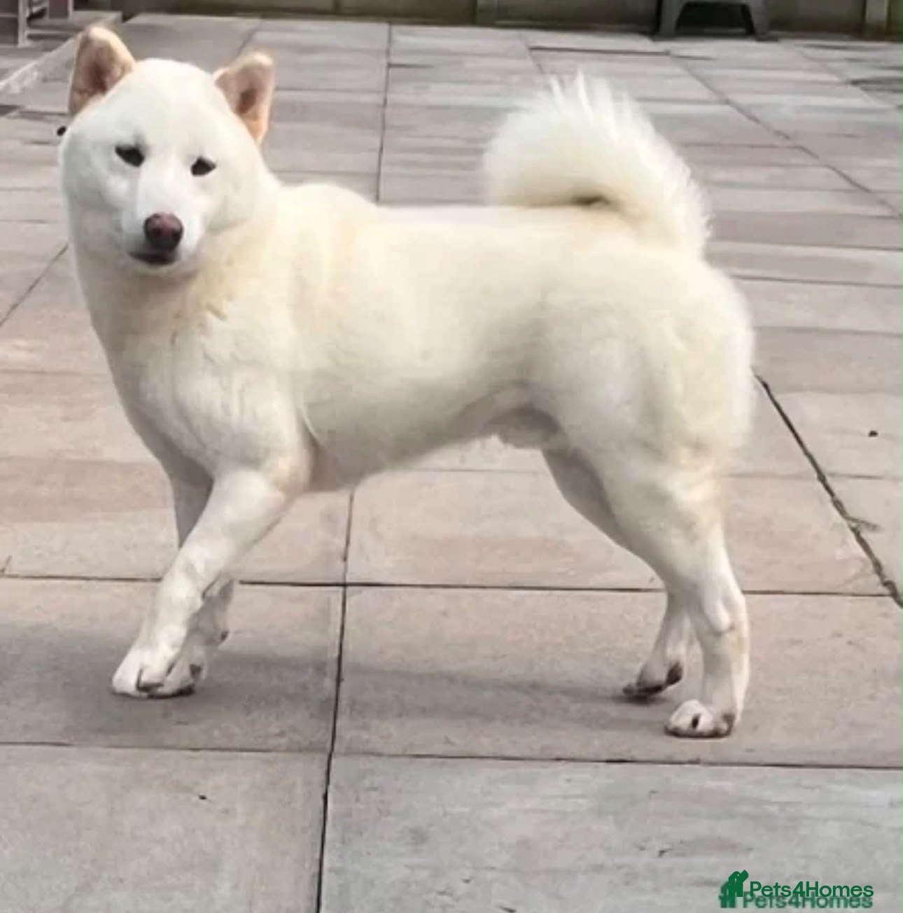 Japanese Shiba Inu dogs White Japanese Shiba Inu Boy - Advert 1