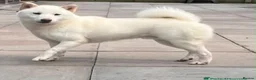 Japanese Shiba Inu dogs for sale: White Japanese Shiba Inu Boy - Advert 1