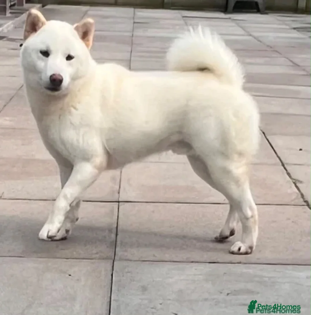 Japanese Shiba Inu dogs for sale: White Japanese Shiba Inu Boy - Advert 1
