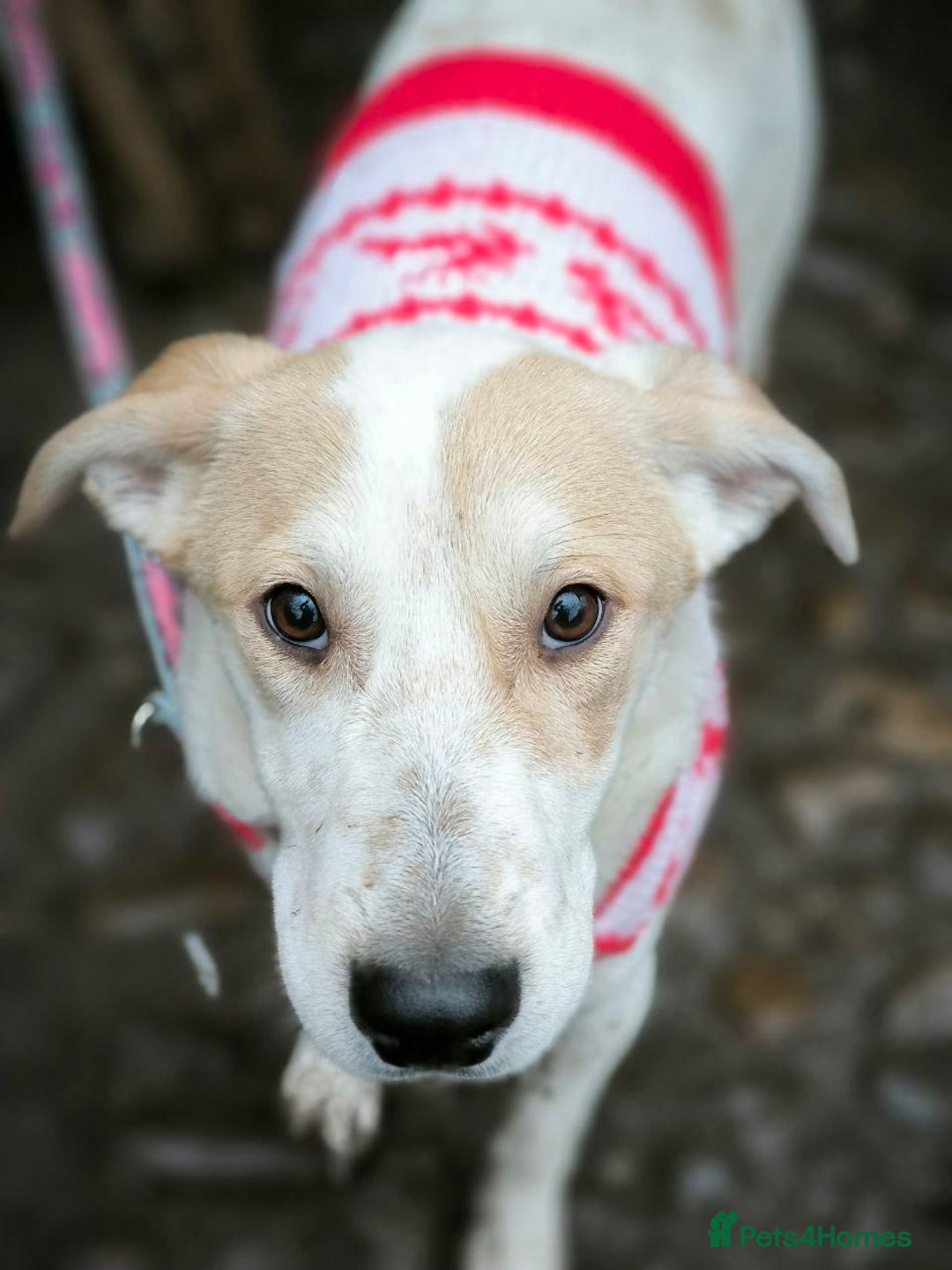 Mixed Breed dogs for adoption: 💙🐶 LEO 🐶💙 - Advert 16