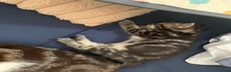 Mixed Breed cats for sale: Kittens looking for a lovable home.  - Advert 17