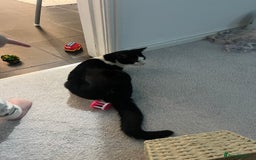 Mixed Breed cats for sale: Luna loo  - Image 1