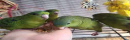 Parakeets birds for sale: Lineolated Parakeets - Advert 3