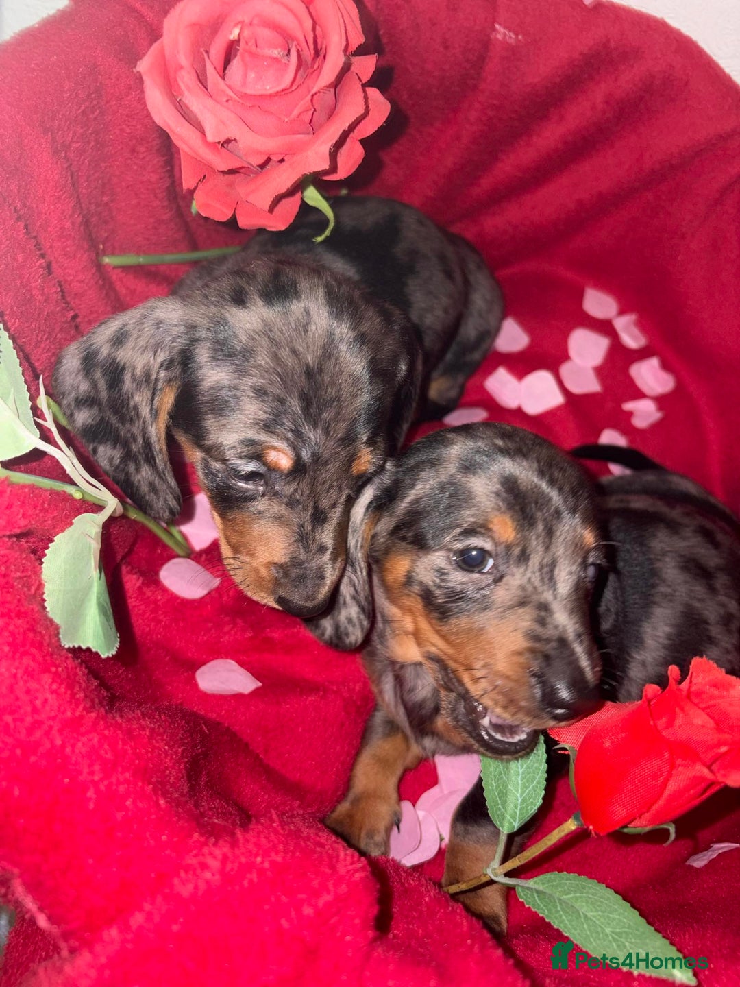 Dachshund dogs for sale: Beautiful dachshund puppy  - Advert 4