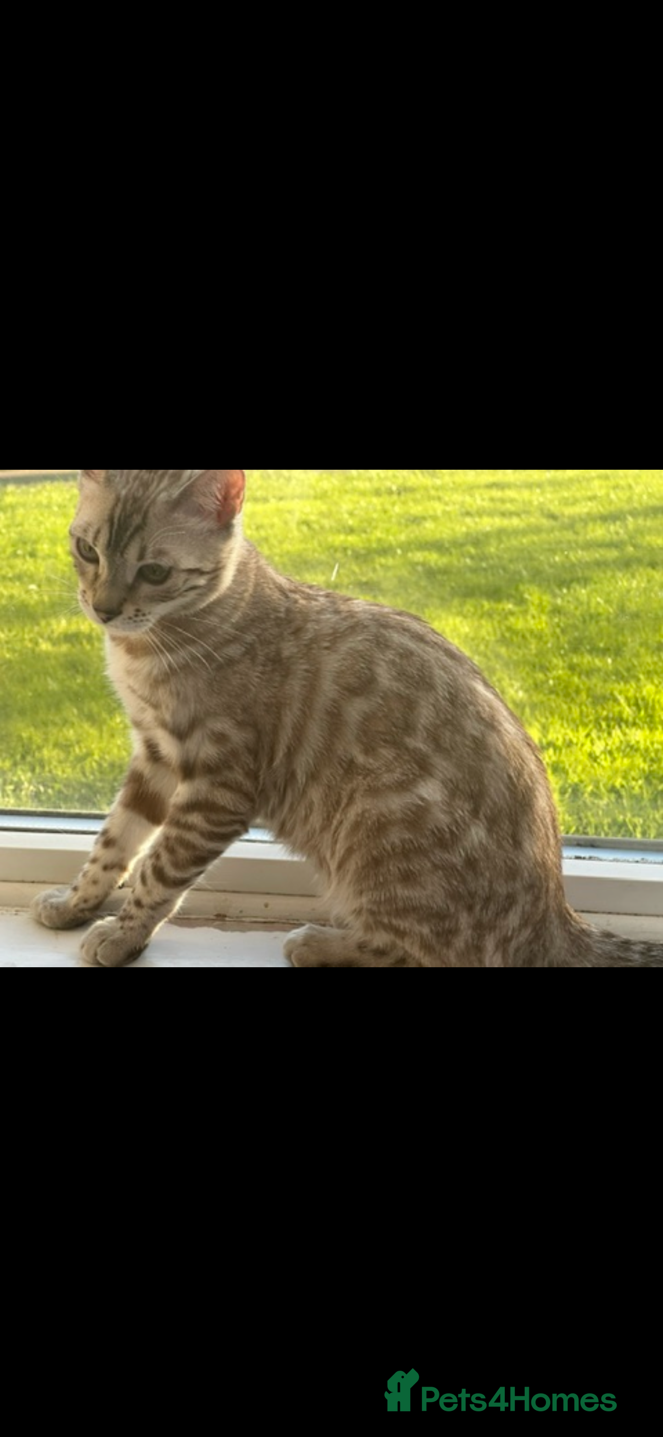 Bengal cats Stunning championship line snow mink Bengal  - Advert 10