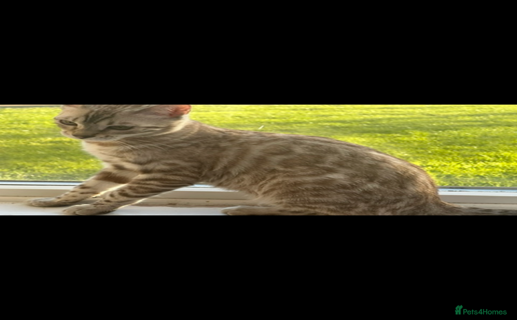 Bengal cats - Advert 2