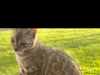 Bengal cats - Advert 14