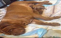 Dogue De Bordeaux dogs for sale: DOGUE DE BORDEAUX PUPS  - Image 7