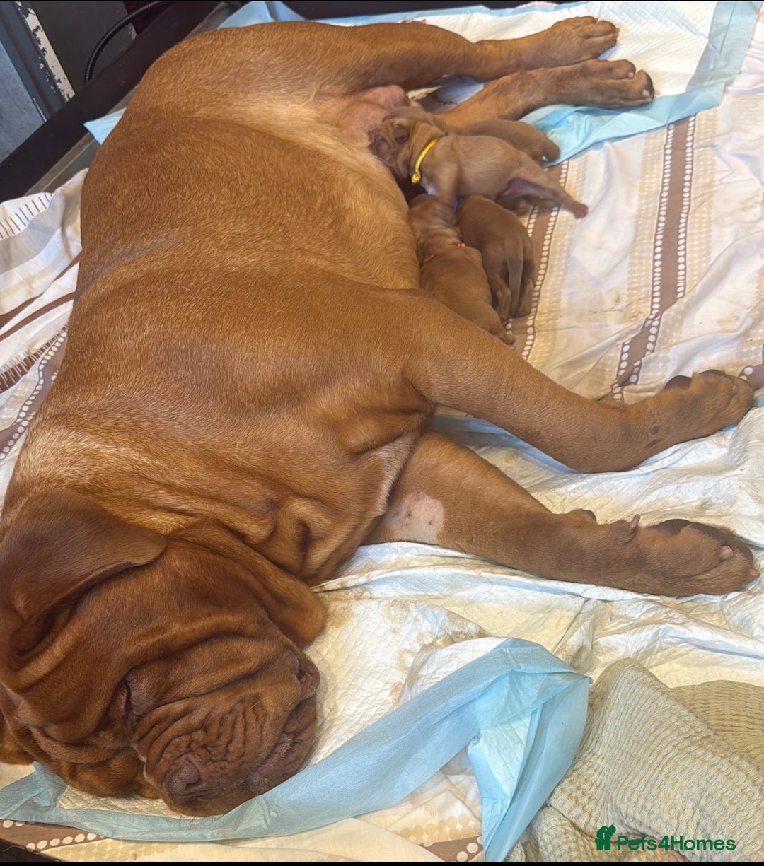Dogue De Bordeaux dogs for sale: DOGUE DE BORDEAUX PUPS  - Image 7