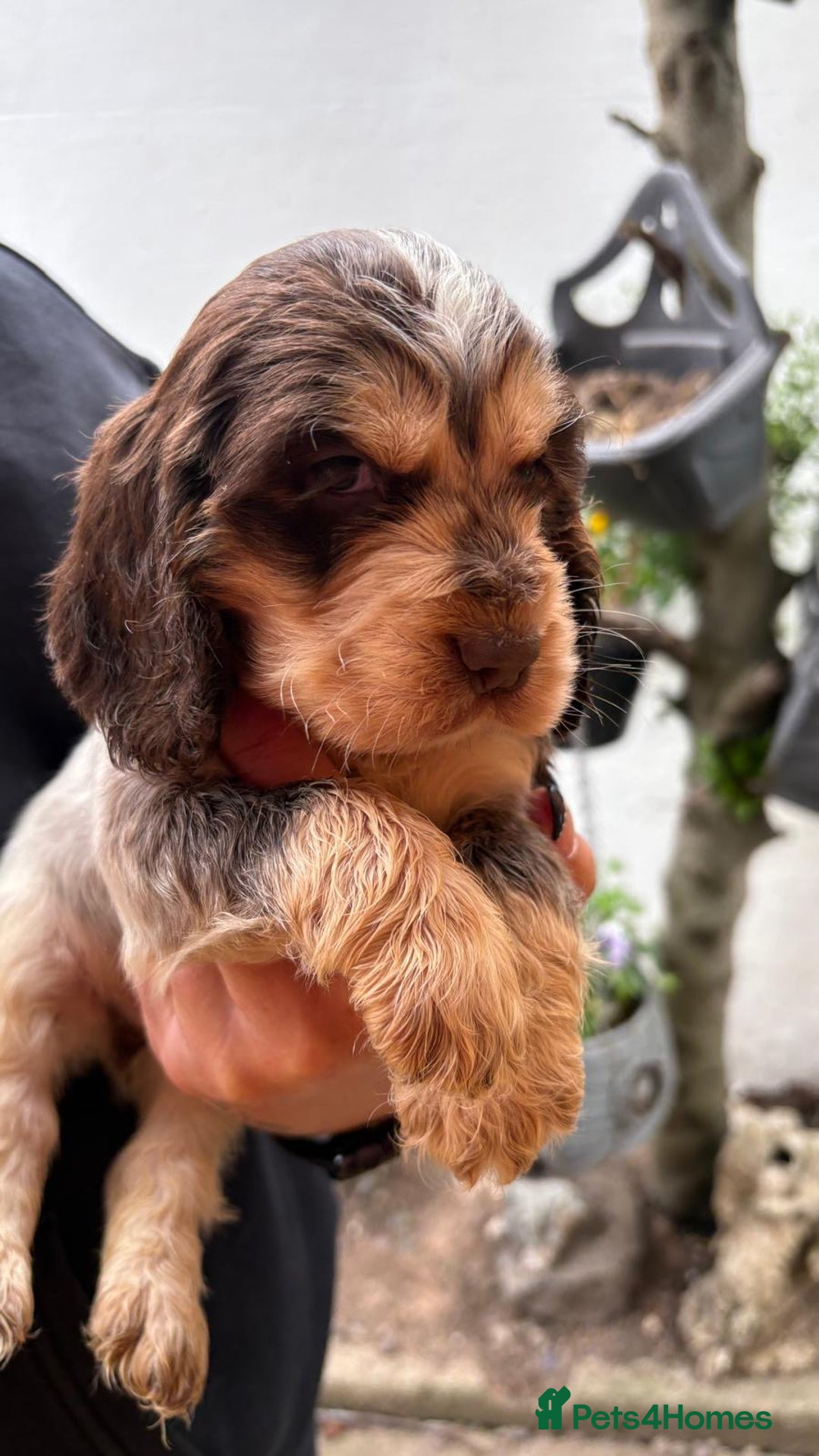 Cocker Spaniel dogs for sale: Show cocker spaniels  - Image 6