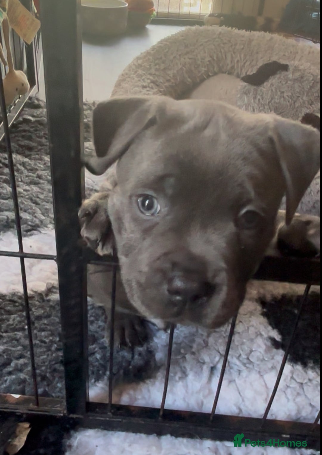 Staffordshire Bull Terrier dogs for sale: KC Staffordshire bull terrier LAST BOY REDUCED  - Image 14