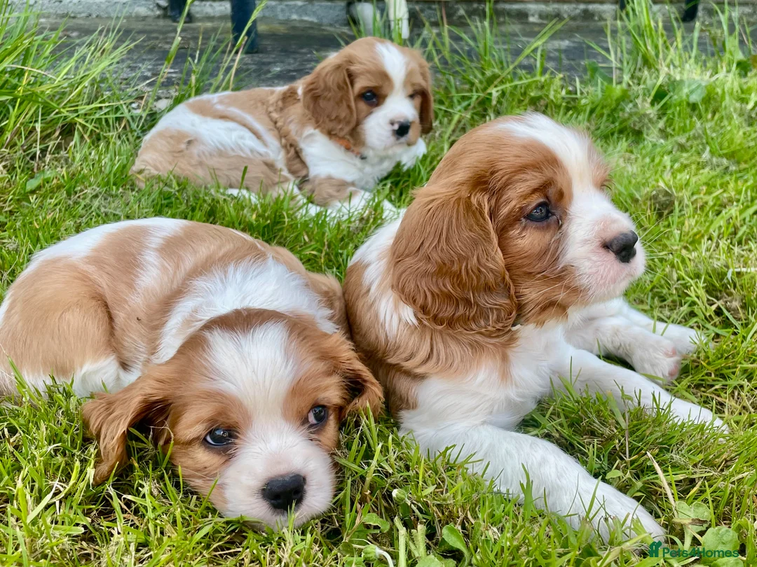 Cavalier King Charles Spaniel dogs for sale: 6 Beautiful KC Registered Cavalier King Charles  - Advert 1