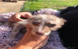 Mixed Breed dogs for sale: BEDDIPOO pups 1/2 bedlington 1/2 poodle  - Image 3