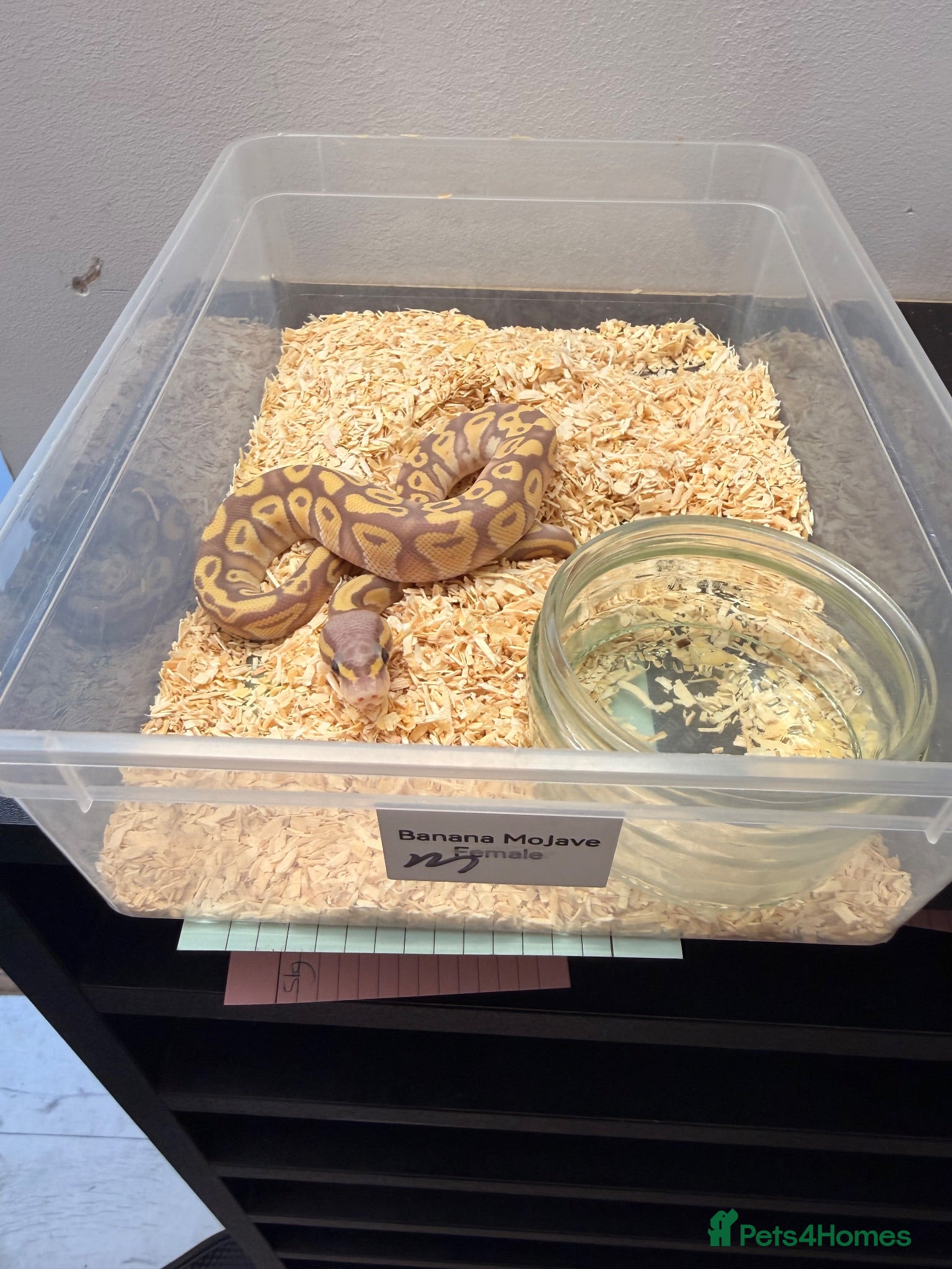 Python Snake reptiles Clown Clutch/Banana Mojave  - Advert 6