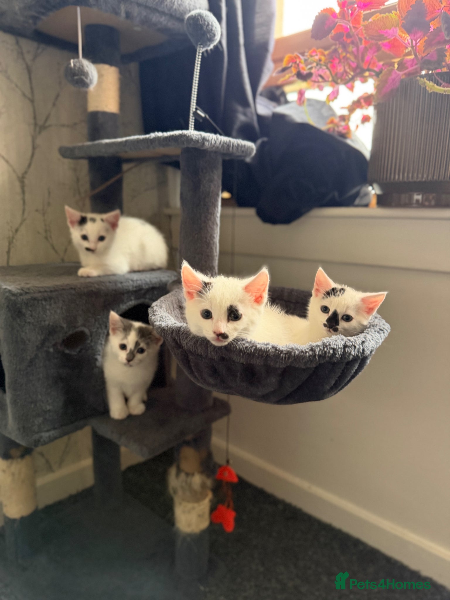 Mixed Breed cats Beautiful Kittens  - Advert 17