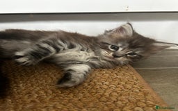 Maine Coon cats for sale: 2 xl tica active mainecoon kittens  - Image 18