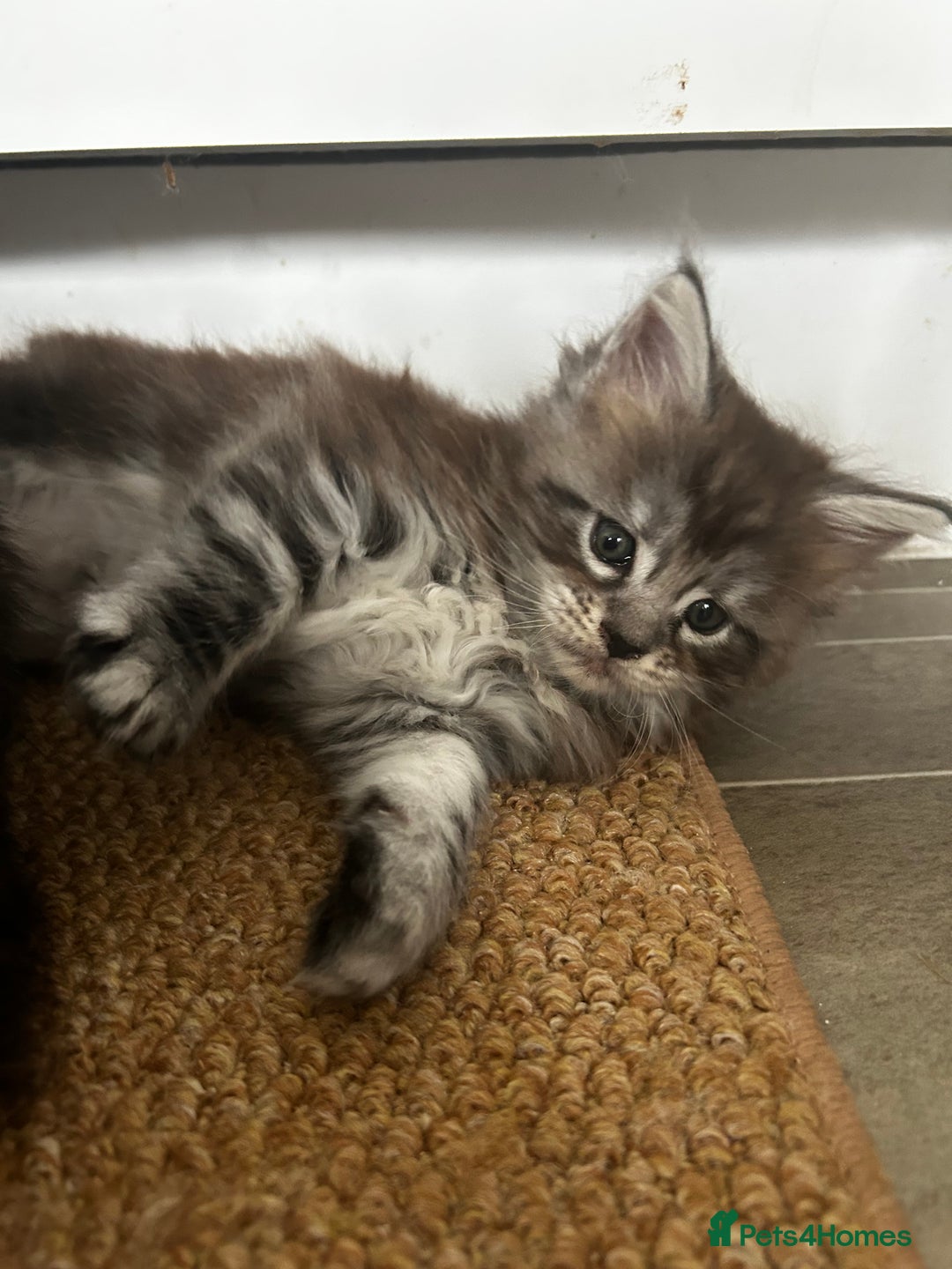 Maine Coon cats for sale: 2 xl tica active mainecoon kittens  - Image 18