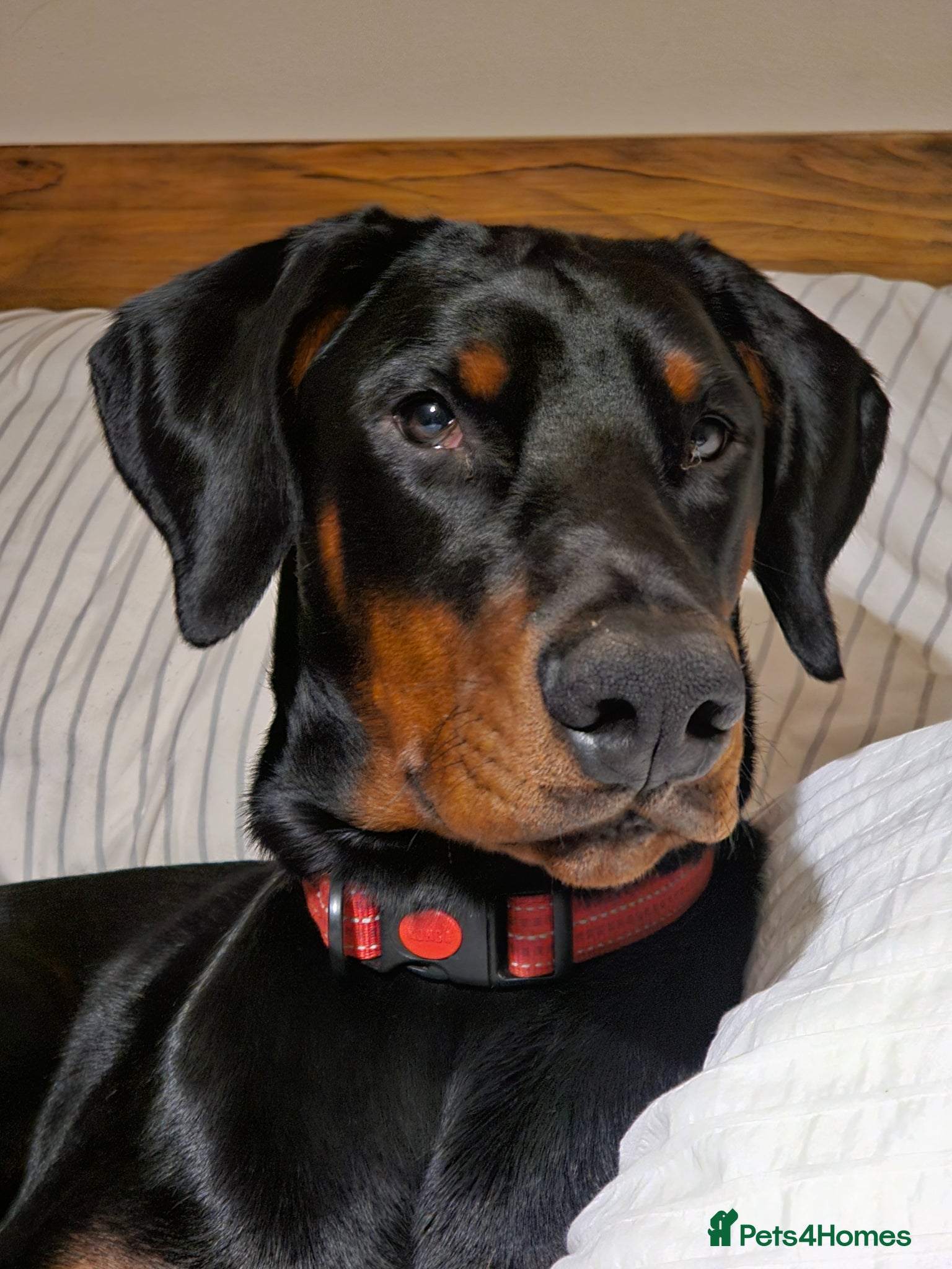 Dobermann dogs Doberman - Advert 6