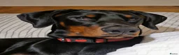 Dobermann dogs for sale: Doberman - Advert 1