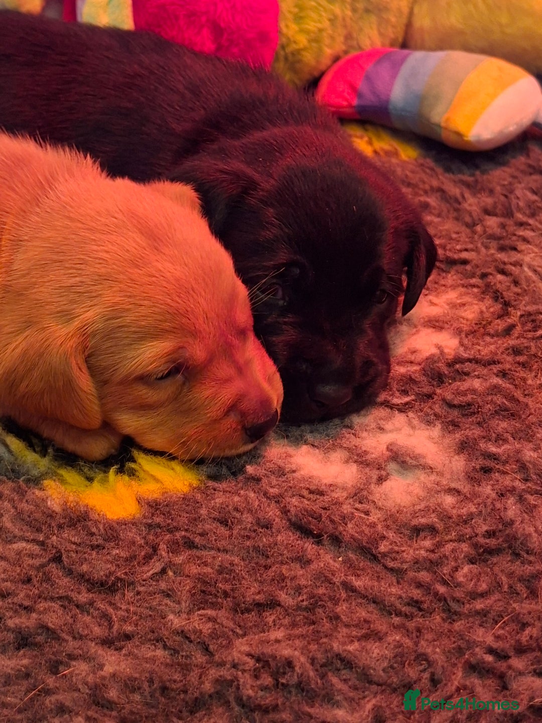 Labrador Retriever dogs for sale: Labrador Retriever litter - Advert 4