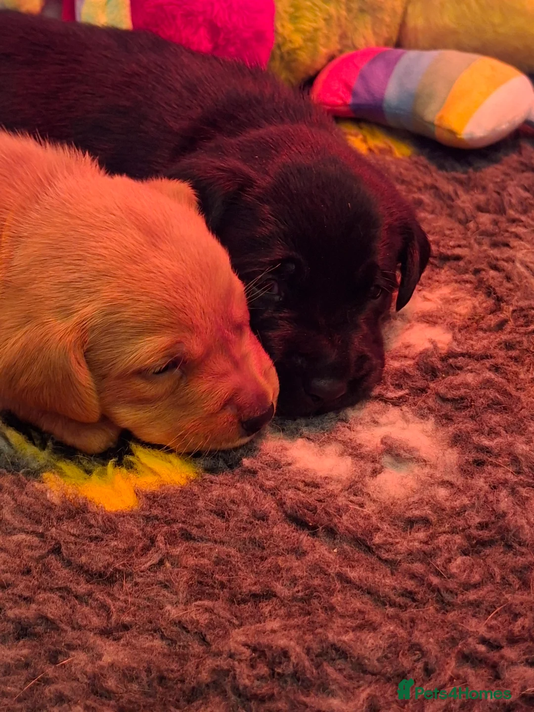 Labrador Retriever dogs for sale: Labrador Retriever litter - Advert 5