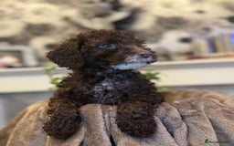 Cockapoo dogs for sale: Miniature Cockapoo Multi Generation  in Darwen - Image 31