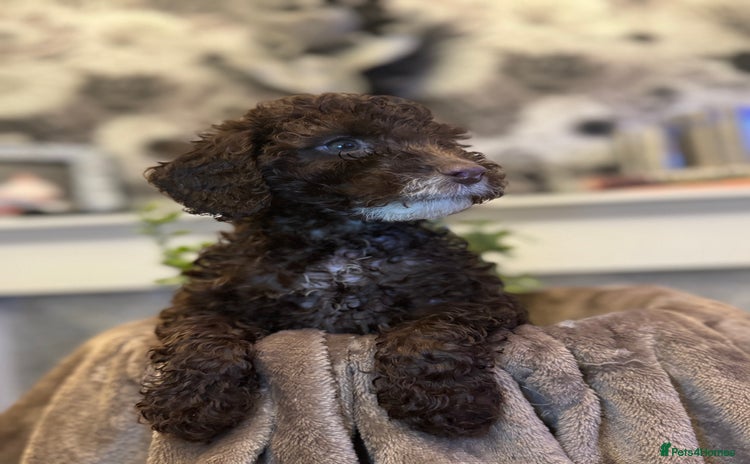 Cockapoo dogs in Darwen - Advert 1