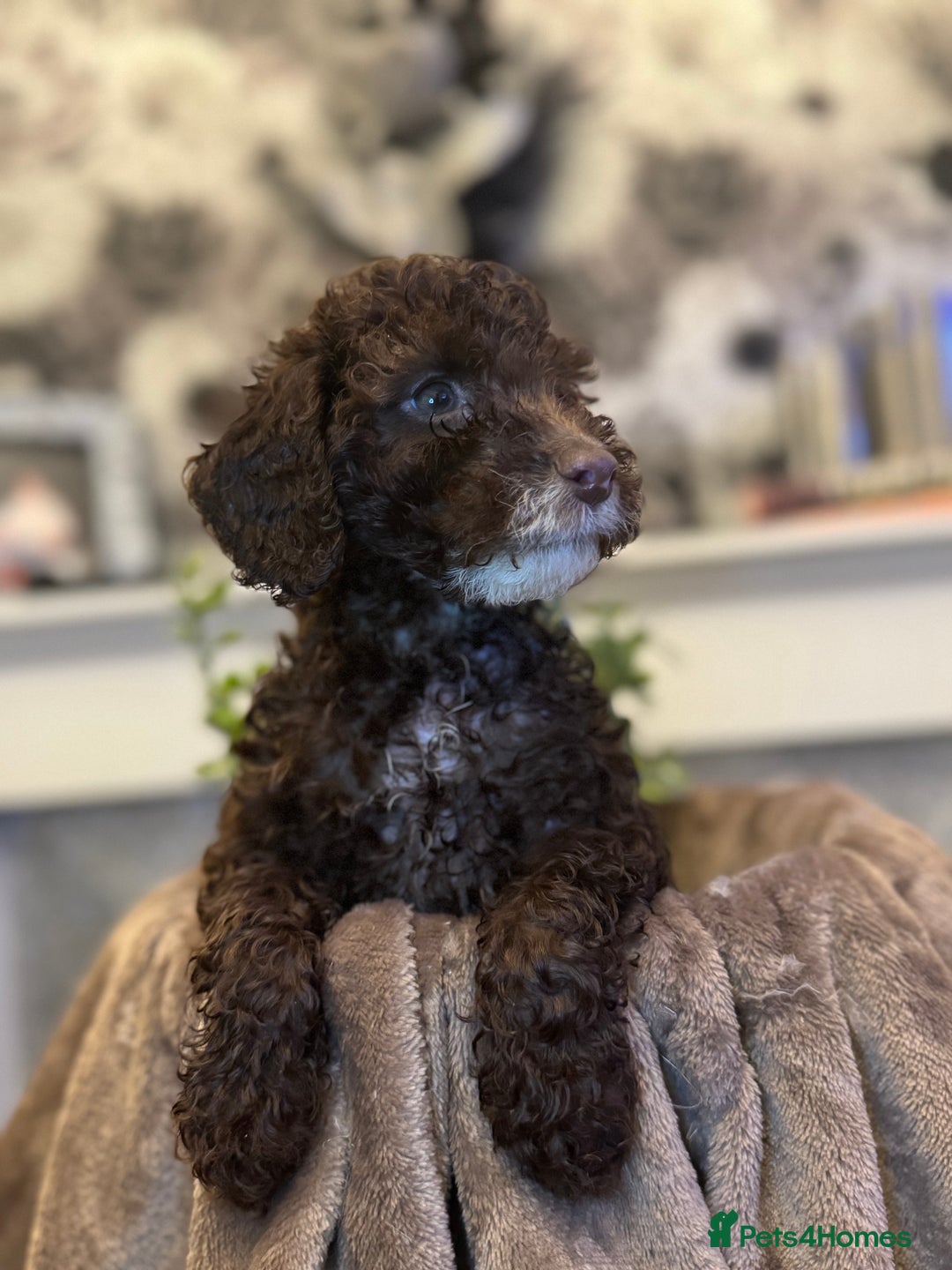 Cockapoo dogs for sale: Miniature Cockapoo Multi Generation  in Darwen - Image 31