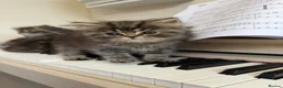 Persian cats for sale: !!!💎Three Precious Persian Boys💎✨✨ - Advert 7