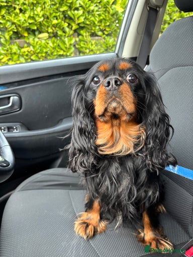 Gallery Image {{count}}