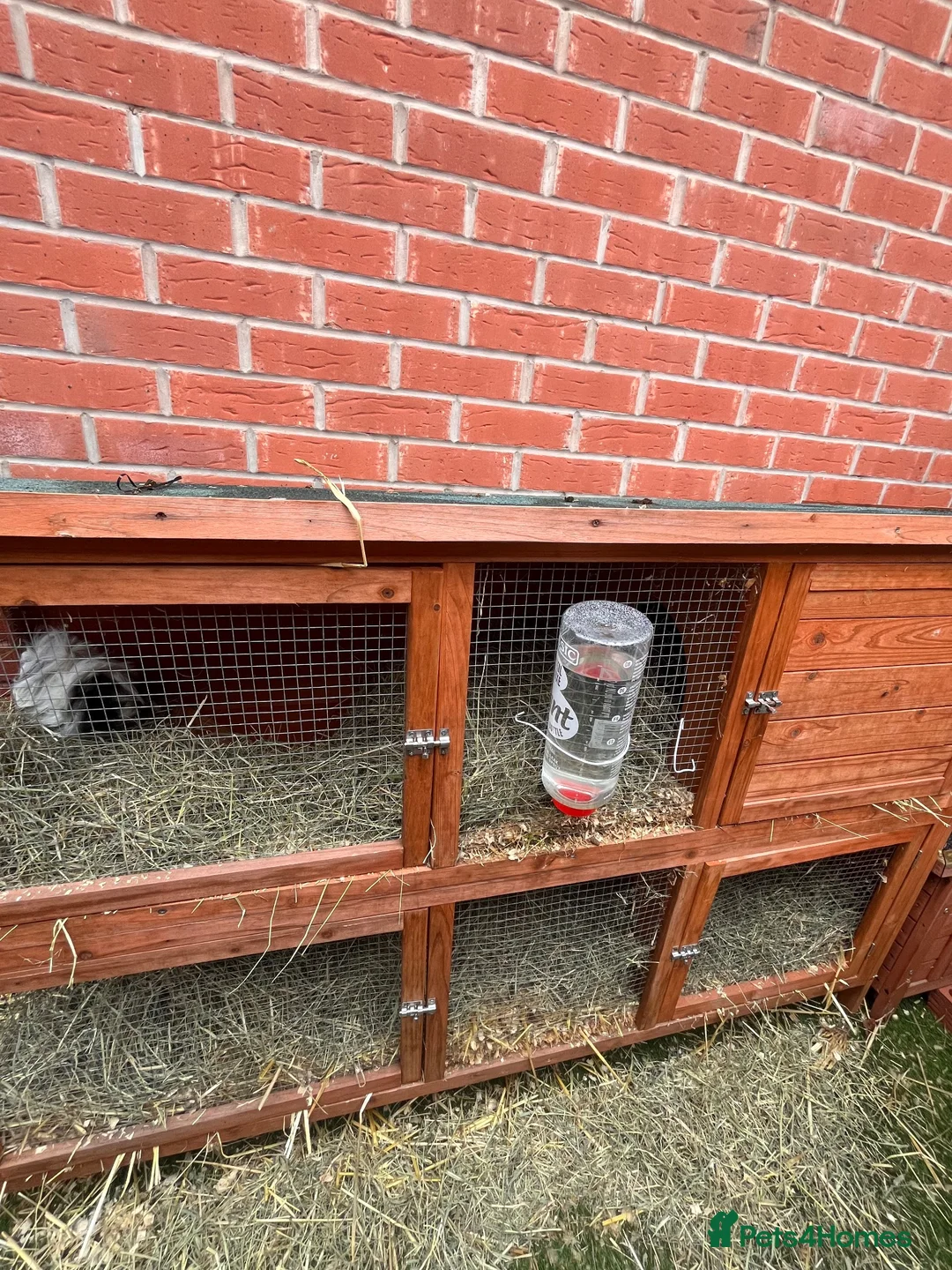 Guinea Pig rodents for sale: Guinea pigs for a new home - Advert 2