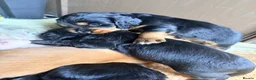 Cocker Spaniel dogs for sale: Cocker spaniel pups in Fordingbridge - Advert 6