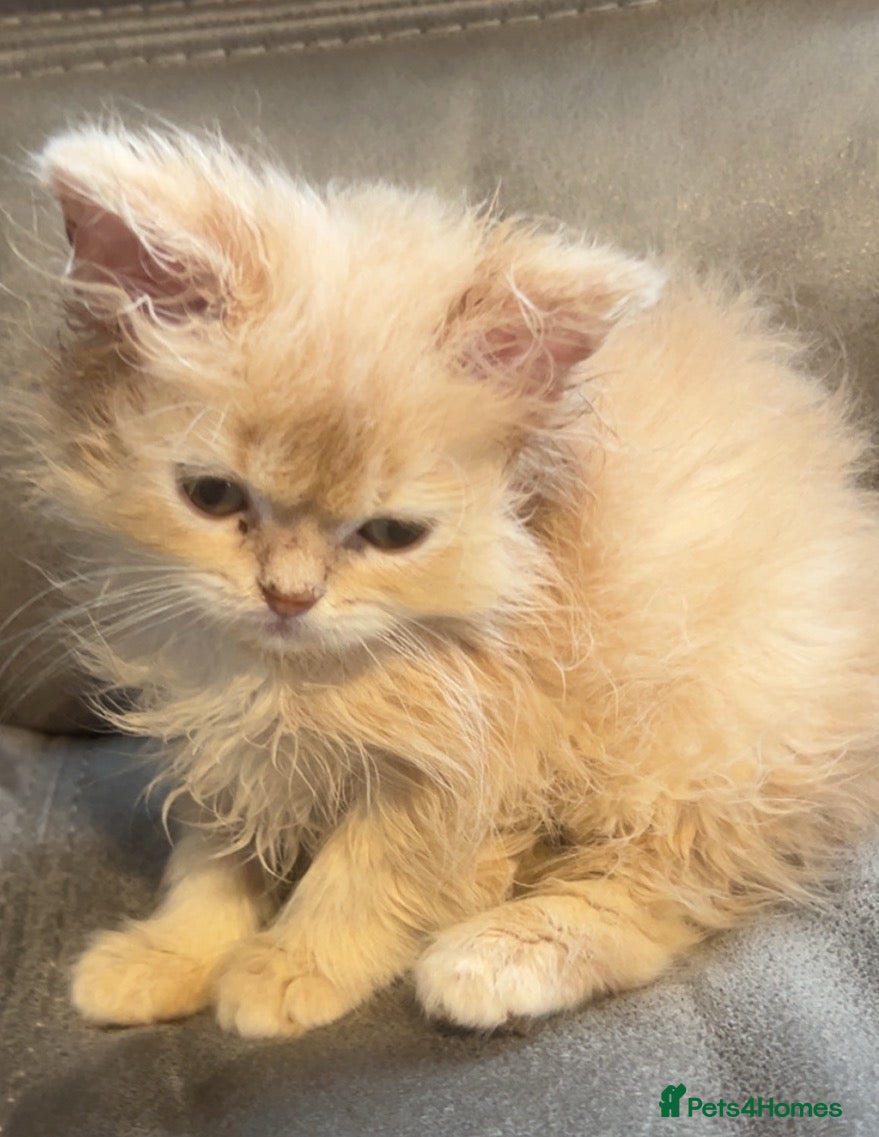 Persian cats 🌸2 CREAM 1 RED PERSIANS LEFT 🌸 - Advert 2