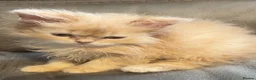 Persian cats for sale: 🌸1 CREAM 1 RED PERSIANS LEFT 🌸 - Advert 2