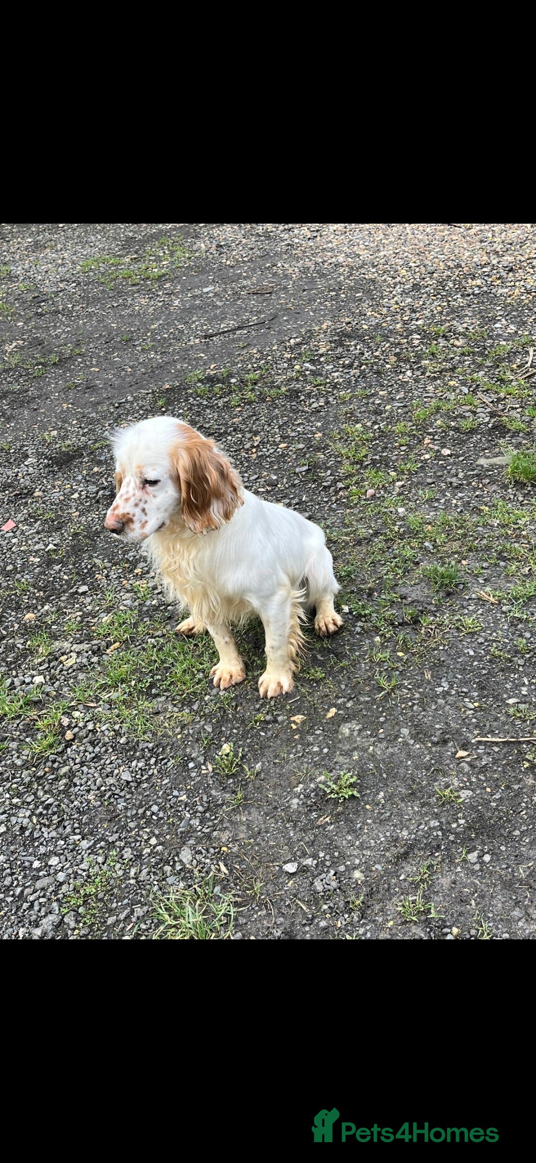 Cocker Spaniel dogs Kc registered Working cocker spaniel part trained  - Advert 2