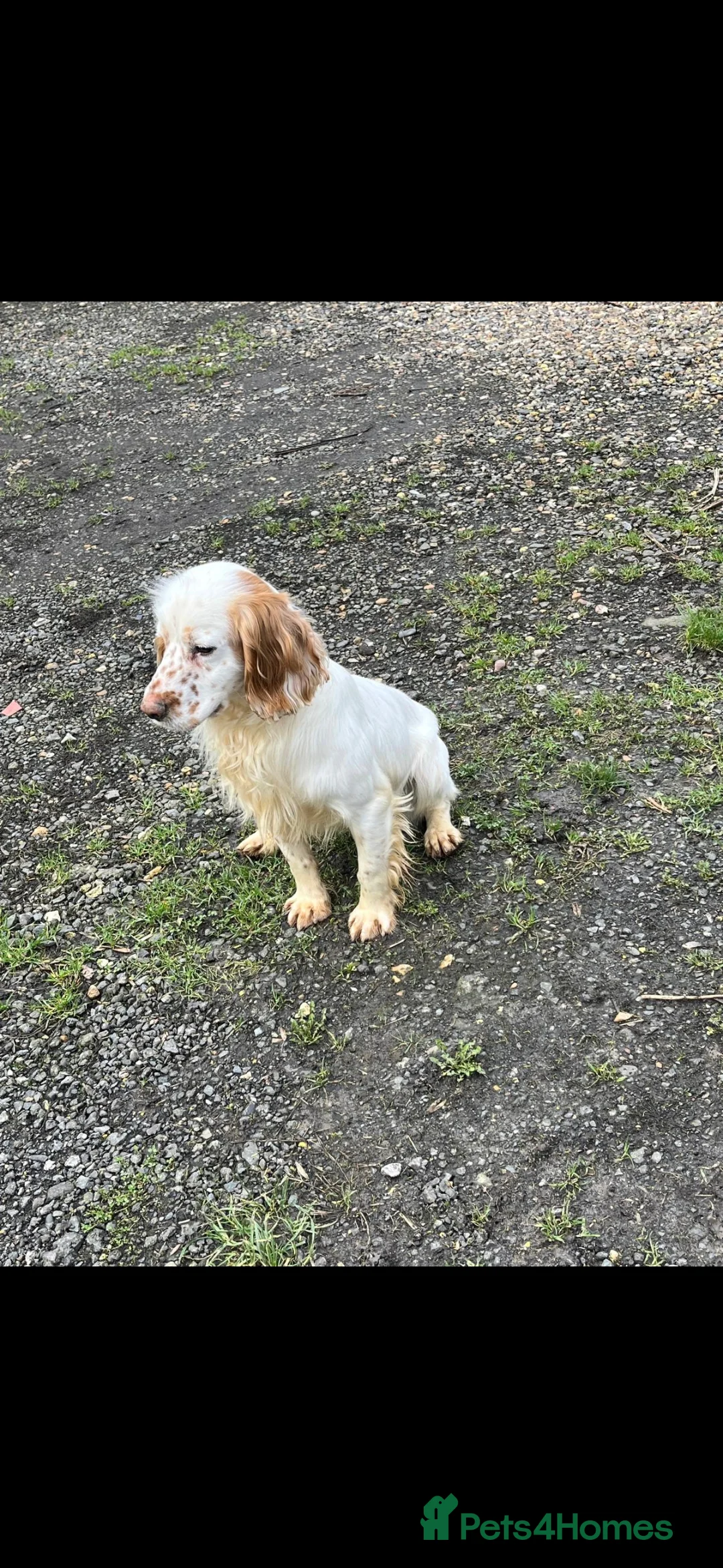 Cocker Spaniel dogs for sale: Kc registered Working cocker spaniel part trained  in Dartford - Advert 2