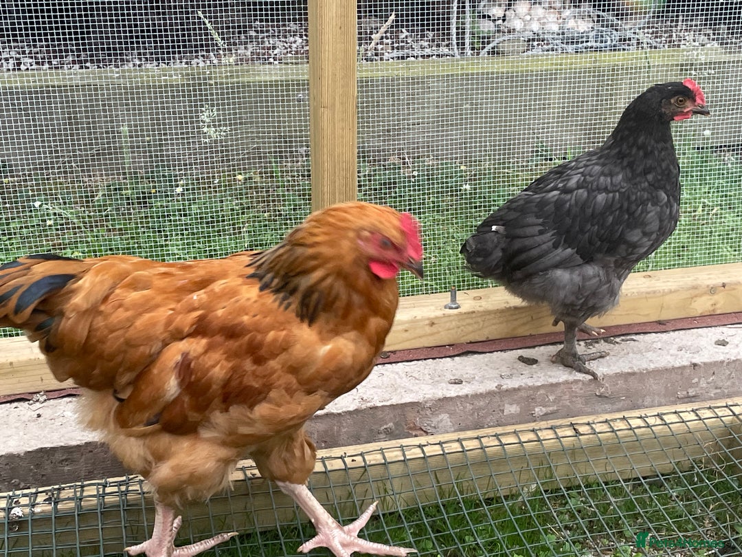 Chickens poultry for sale: rooster 14 10 weeks chicken male cocks Preston - Image 4