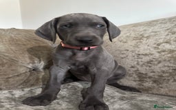 Weimaraner dogs for sale:  Ready next week✨1 Boy & last few Girls Available✨ - Image 24