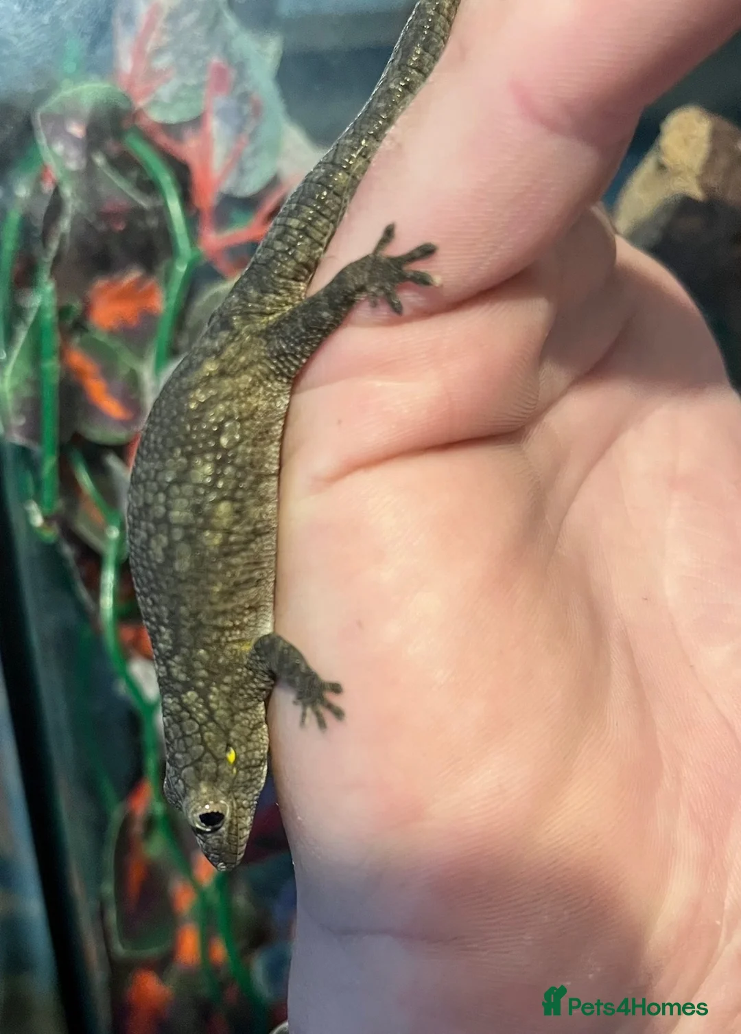 Gecko reptiles for sale: Chameleon gecko occidentalis,Vieillard's,agricolae - Advert 2