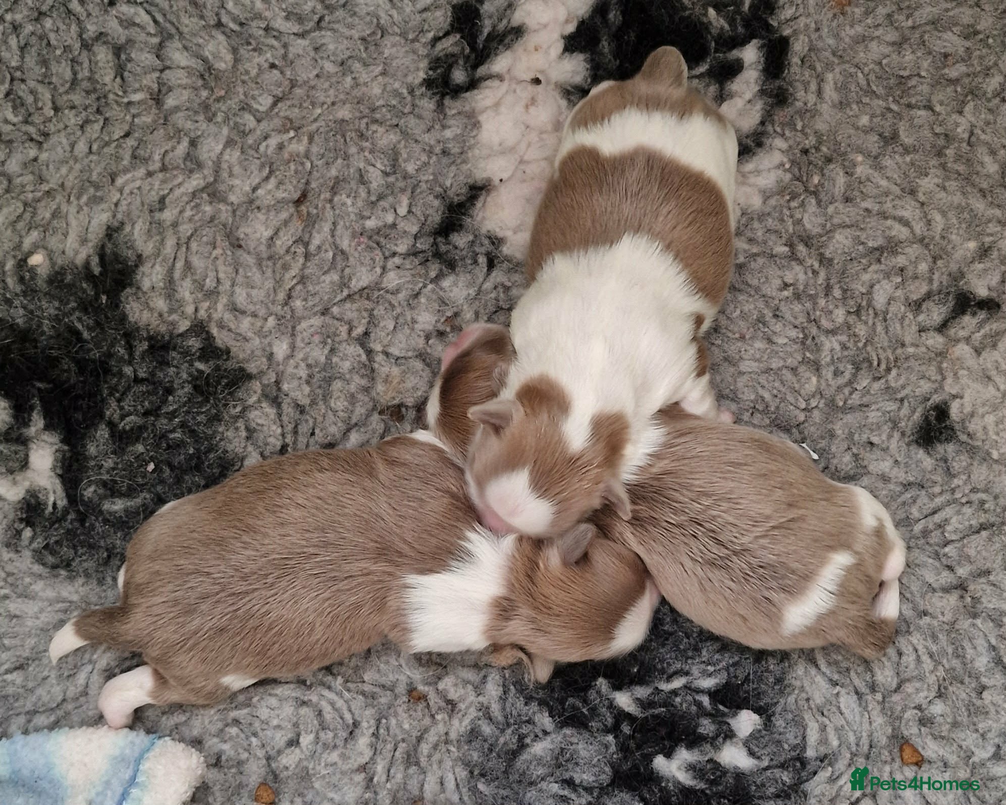 Shihpoo dogs Lilac F1 Quality Shihpoo - Advert 8