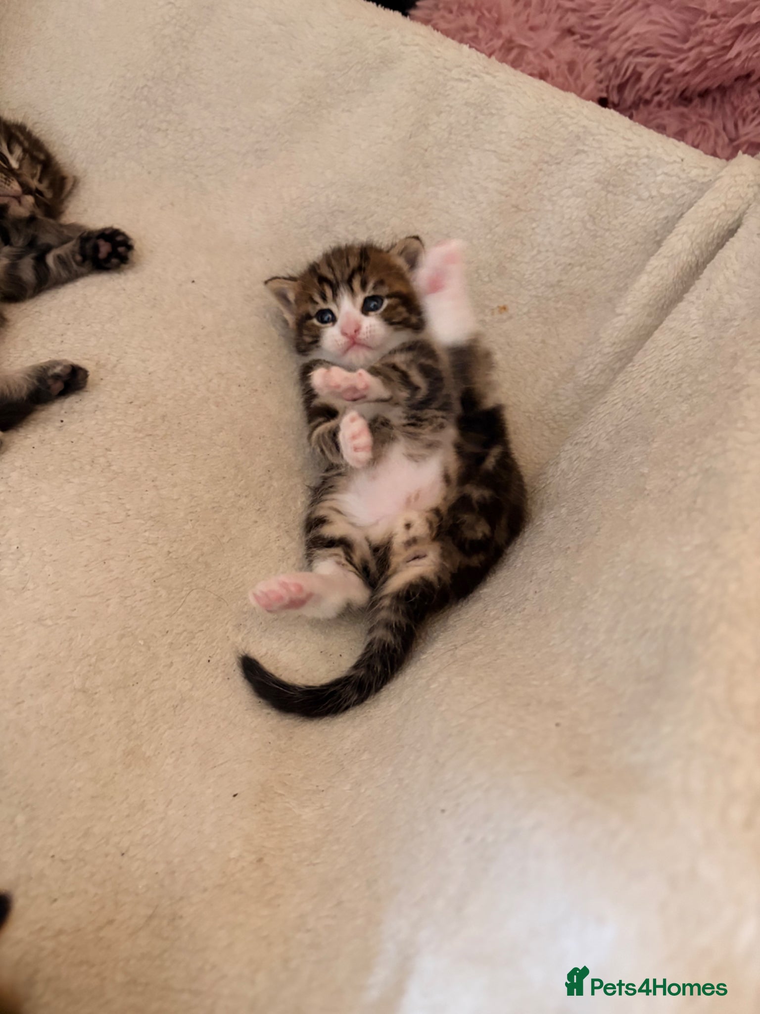 Mixed Breed cats for sale: Kittens for sale. - Advert 7