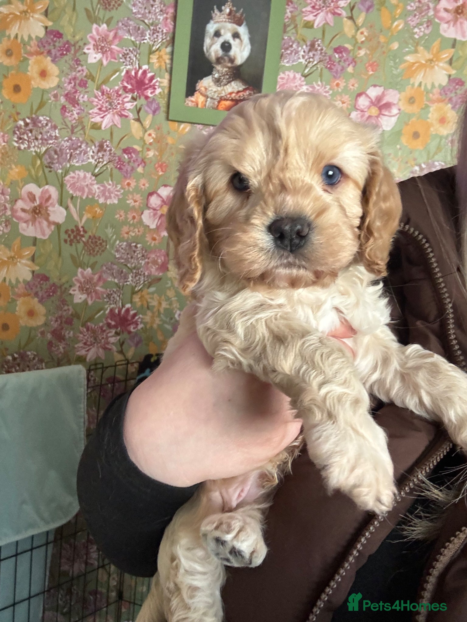 Cavapoo dogs F1 cavapoos - Advert 6