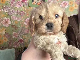Cavapoo dogs F1 cavapoos - Advert 6