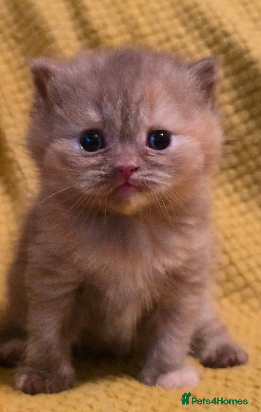 British Shorthair cats for sale: TICA registered British shorthair kittens - Advert 15