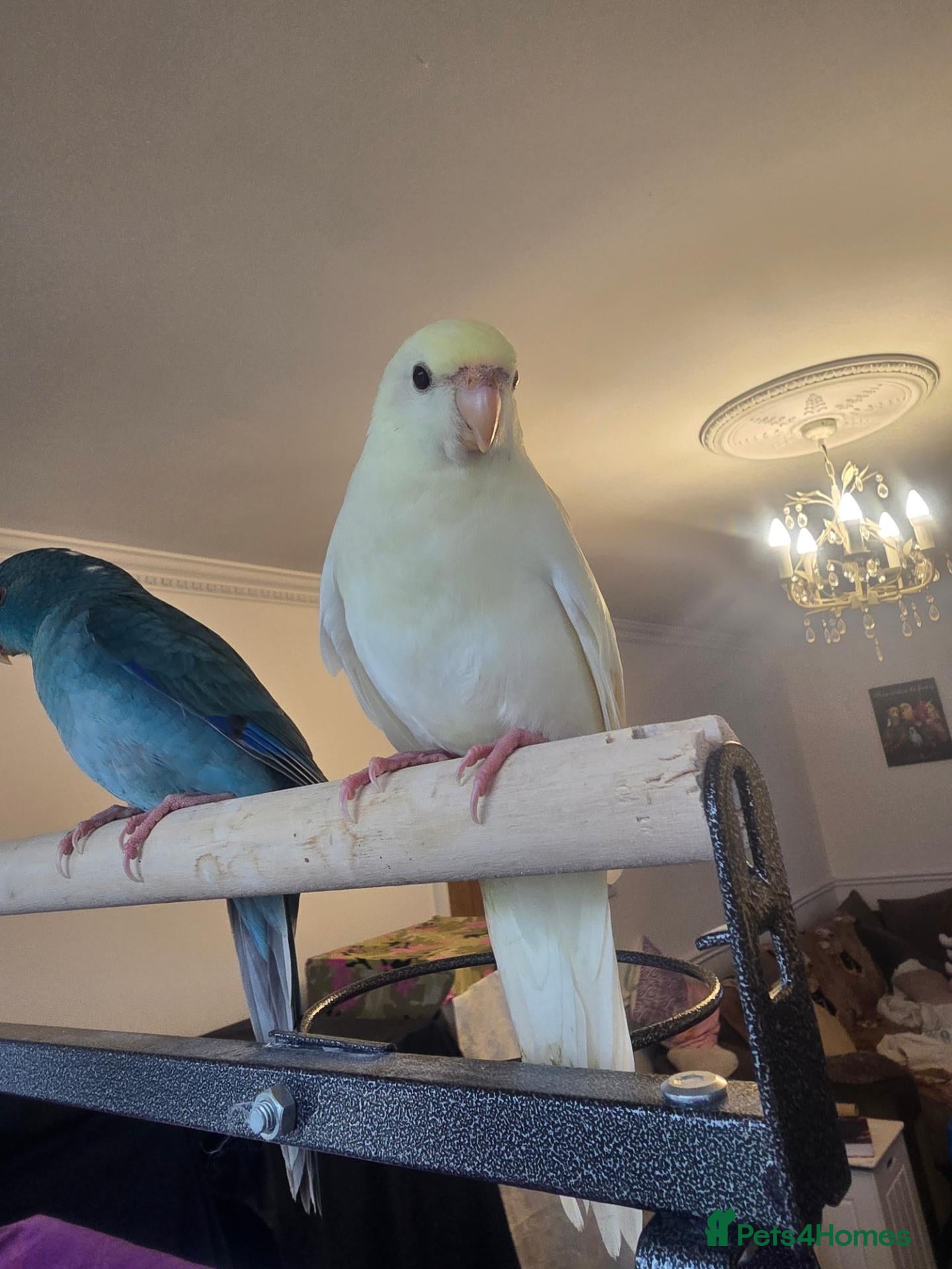 Parakeets birds for sale: Kakariki babies  - Advert 1