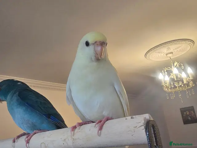 Parakeets birds for sale: Kakariki babies - Advert 1