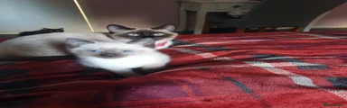 Siamese Kitten 3