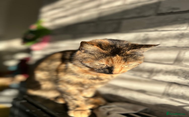 Mixed Breed cats - Advert 9