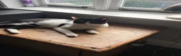 Mixed Breed cats for sale: Siamese sealpoint cross breed cat  in Burton-on-Trent - Advert 3
